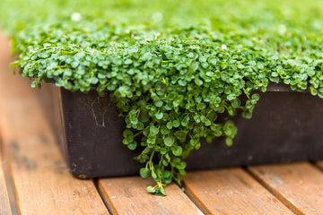 Corsican Mint Samen Germinating in Moist Soil