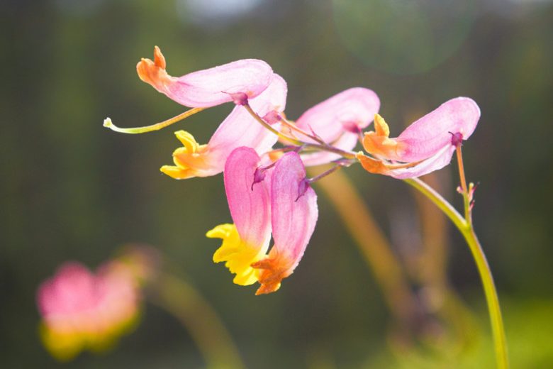 Rosa Stein Harlequin Blumensamen zur Aussaat saisonal Dauerblüher Traditionssorte & ohne Gentechnik Samen Hausgarten