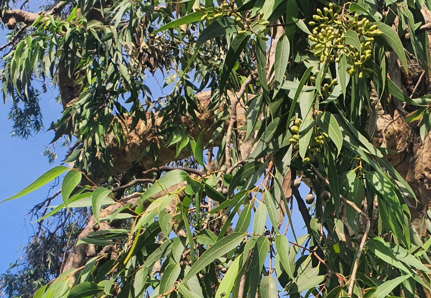 Smooth-bark Zitrone Eucalyptus tree grown from Samen