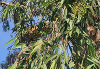 Smooth-bark Zitrone Eucalyptus tree grown from Samen
