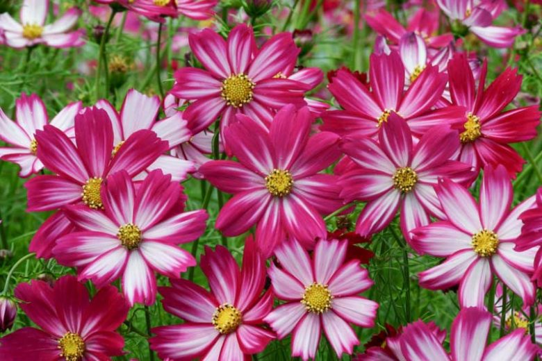 Cosmos Blumensamen zur Aussaat lang Blüte Saison Traditionssorte & ohne Gentechnik Samen Hausgarten