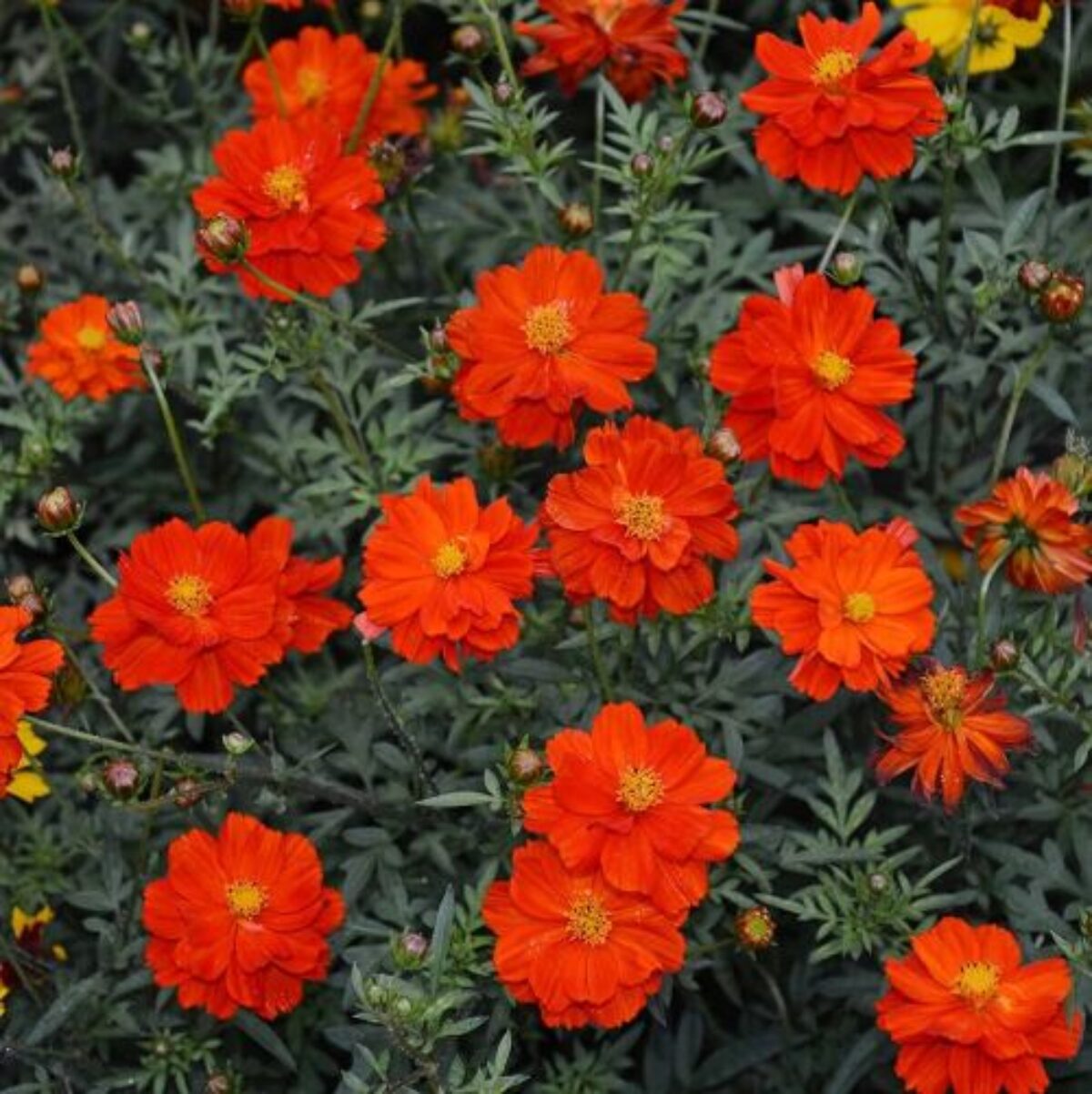 Cosmos Rot Blumensamen zur Aussaat – leuchtend Blüten – Traditionssorte & ohne Gentechnik Samen Hausgarten