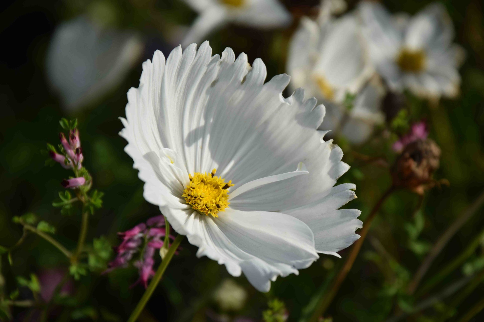 Cosmos Cupcakes Blumensamen zur Aussaat Bestäuber freundlich Traditionssorte & ohne Gentechnik Samen Hausgarten