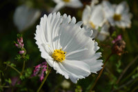 Cosmos Cupcakes Blumensamen zur Aussaat Bestäuber freundlich Traditionssorte & ohne Gentechnik Samen Hausgarten