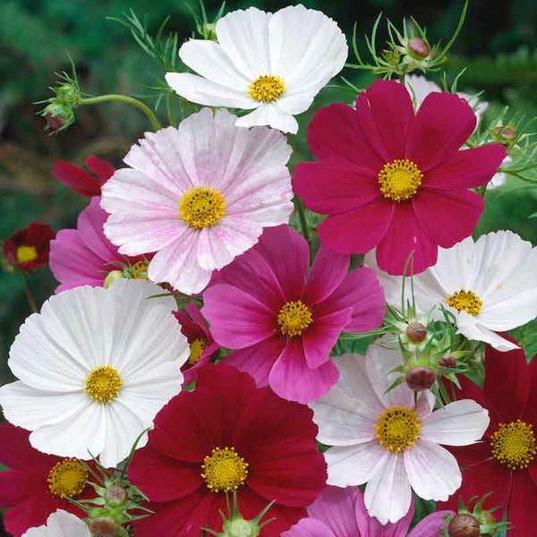 Gemischt Cosmos Blumensamen zur Aussaat Halbschatten verträglich Traditionssorte & ohne Gentechnik Samen Hausgarten