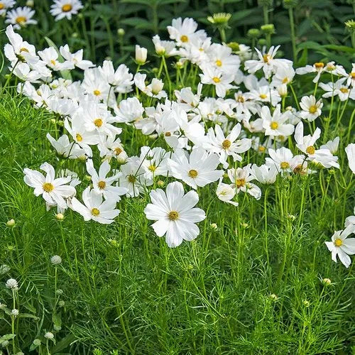 Weiß Cosmos Blumensamen zur Aussaat – sonnenliebend – Traditionssorte & ohne Gentechnik Samen Hausgarten