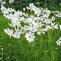 Weiß Cosmos Blumensamen zur Aussaat – sonnenliebend – Traditionssorte & ohne Gentechnik Samen Hausgarten