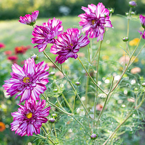 Cosmos Bicolor Blumensamen zur Aussaat Halbschatten verträglich Traditionssorte & ohne Gentechnik Samen Hausgarten