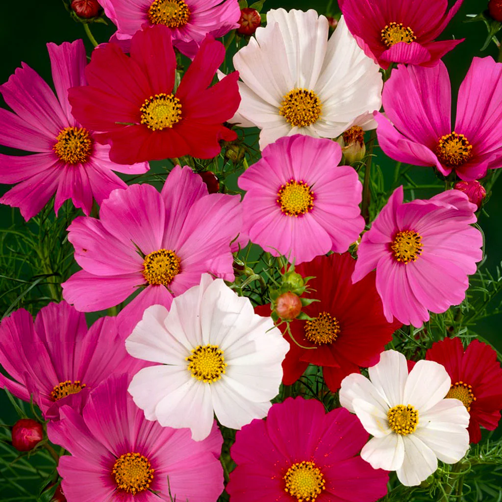 Cosmos Gemischt Blumensamen zur Aussaat duftend Blüten Traditionssorte & ohne Gentechnik Samen Hausgarten