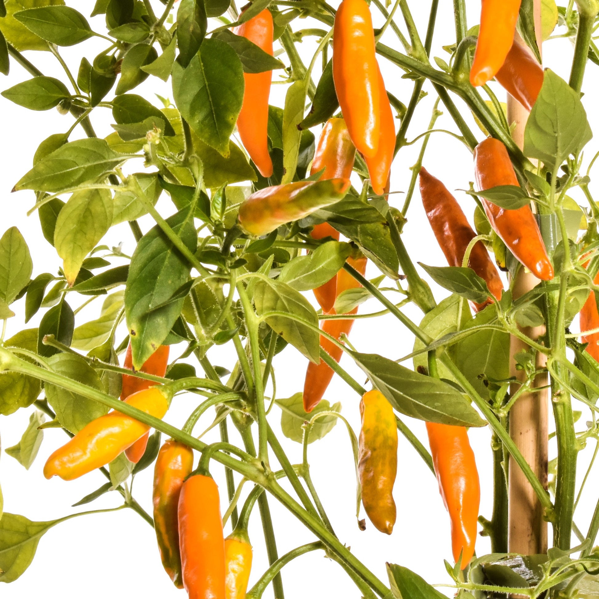 Orange Green Amarillo Chili Samen zum Pflanzen
