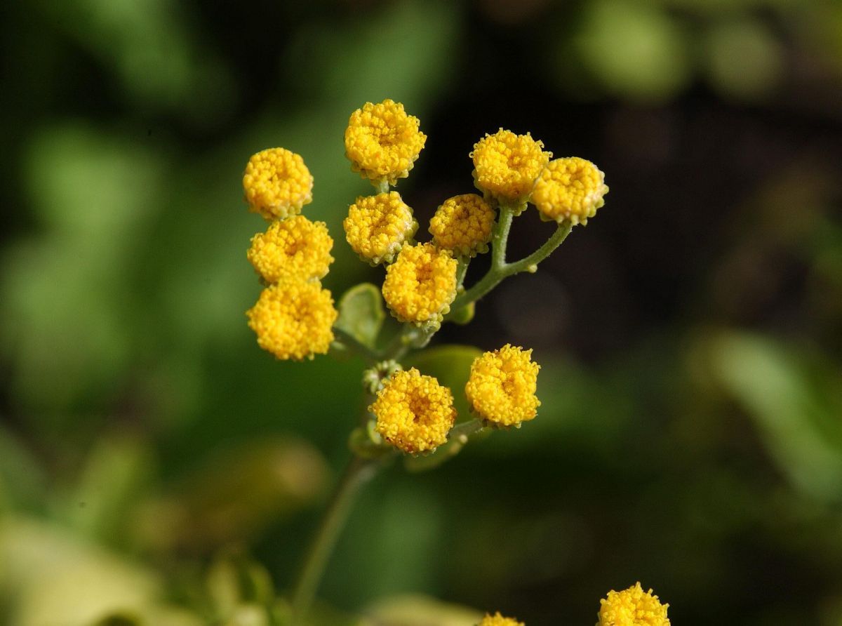 Costmary herb with small weiß and gelb blumen