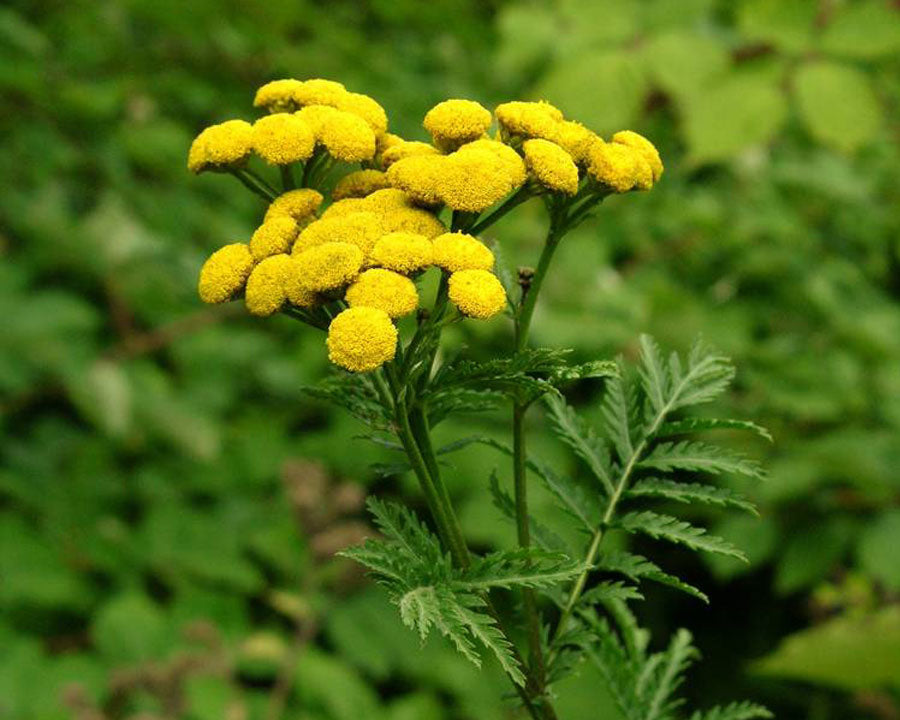 Costmary herb wachsend in home garten