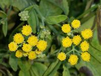 Costmary seedlings keimend indoor