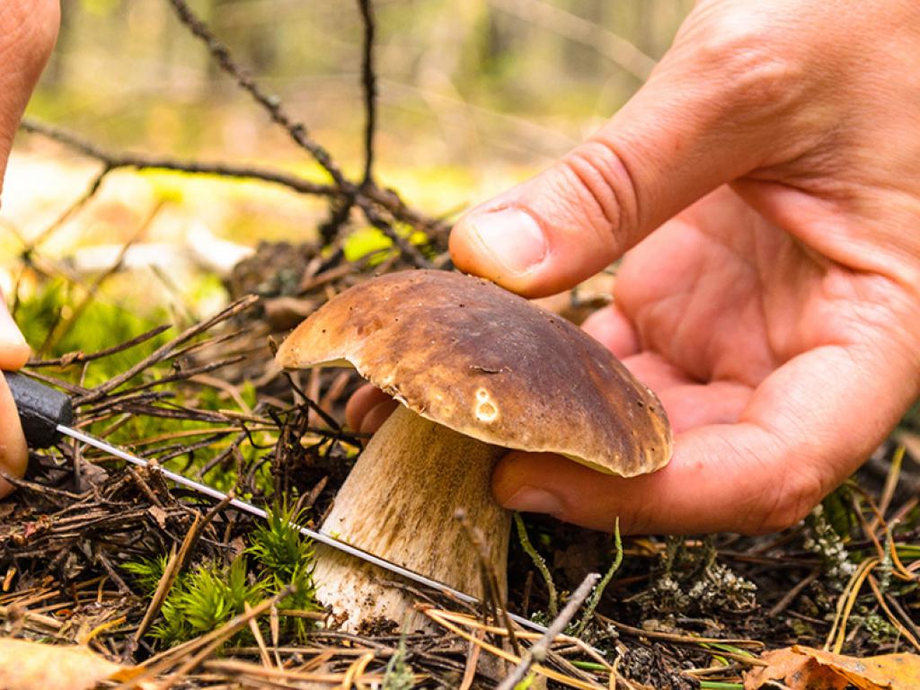 Porcini Pilz Samen zum Pflanzen