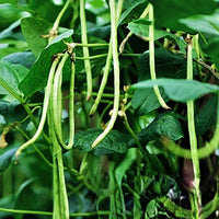 Planting Cowpea Gemüsesamen for Your Garden