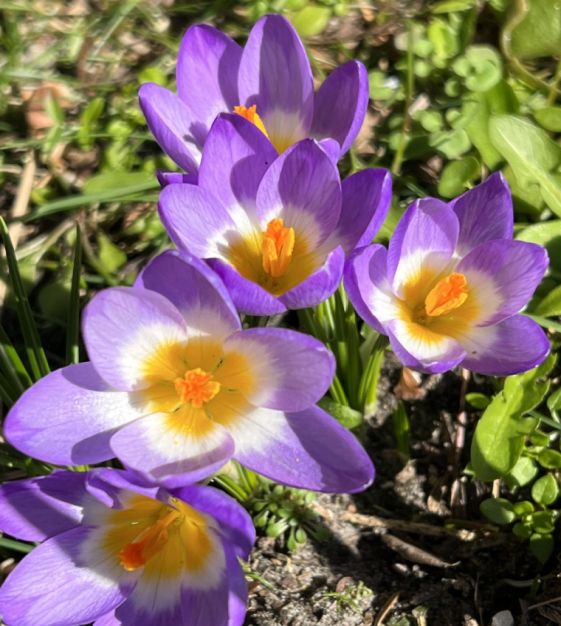 Blau Gelb Crocus Blumensamen zur Aussaat – Garten beliebt – Traditionssorte & ohne Gentechnik Samen Hausgarten