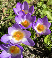 Blau Gelb Crocus Blumensamen zur Aussaat – Garten beliebt – Traditionssorte & ohne Gentechnik Samen Hausgarten