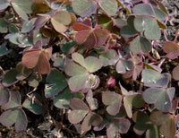 Rot Woodsorrel Blumensamen zur Aussaat Landhaus Garten wichtig Traditionssorte & ohne Gentechnik Samen Hausgarten