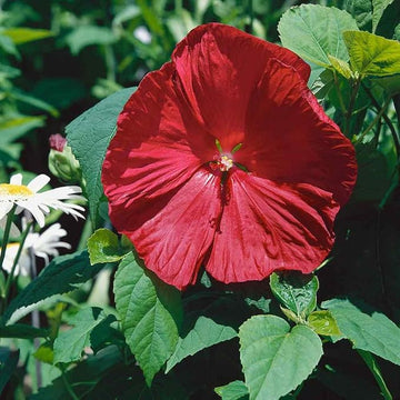 Cranberry hibiscus blume samen for anpflanzung