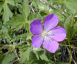 Oregon Cranesbill Geranium Anbau in a shaded Garten