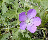 Oregon Cranesbill Geranium Anbau in a shaded Garten