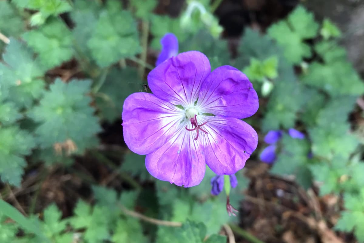 Cranesbill Geranie Samen zur Aussaat – mehrjährig blühend Samen