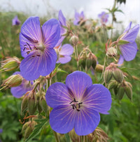 Wild Cranesbill grown from Samen in pollinator Garten border