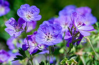 Blau Geraniums Blumensamen zur Aussaat – Landhaus Garten wichtig – Traditionssorte & ohne Gentechnik Samen Hausgarten