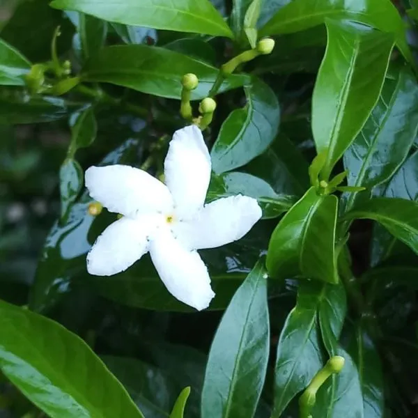 Tabernaemontana Blumensamen zur Aussaat sonnenliebend Traditionssorte & ohne Gentechnik Samen Hausgarten