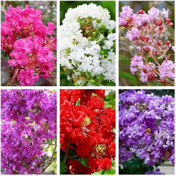 Multi colour crape myrtle samen for anpflanzung