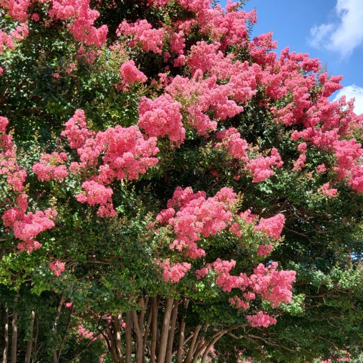 Potted crape myrtle pflanze with mixed blooms