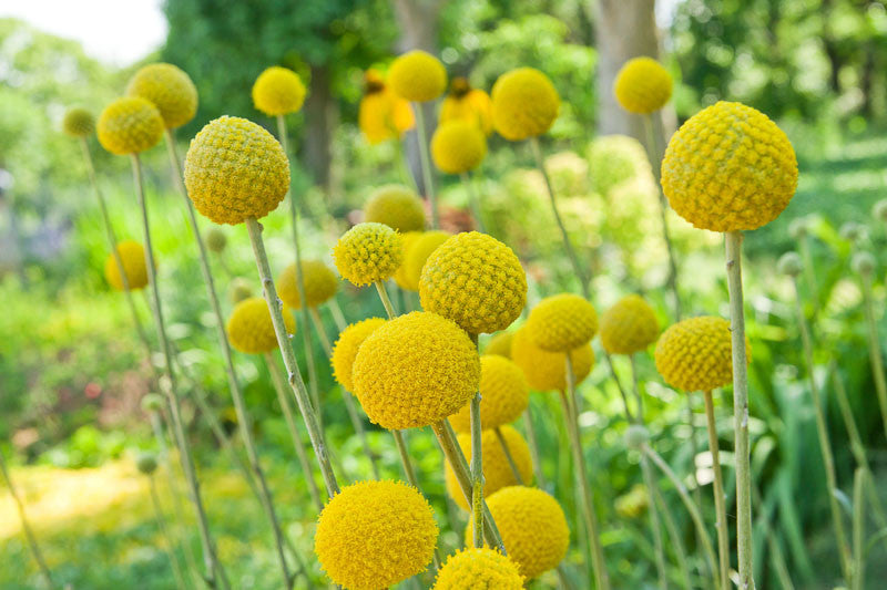 Gelb Button Blumensamen zur Aussaat pflegeleicht Traditionssorte & ohne Gentechnik Samen Hausgarten