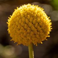 Craspedia Blumensamen zur Aussaat pflegeleicht Traditionssorte & ohne Gentechnik Samen Hausgarten