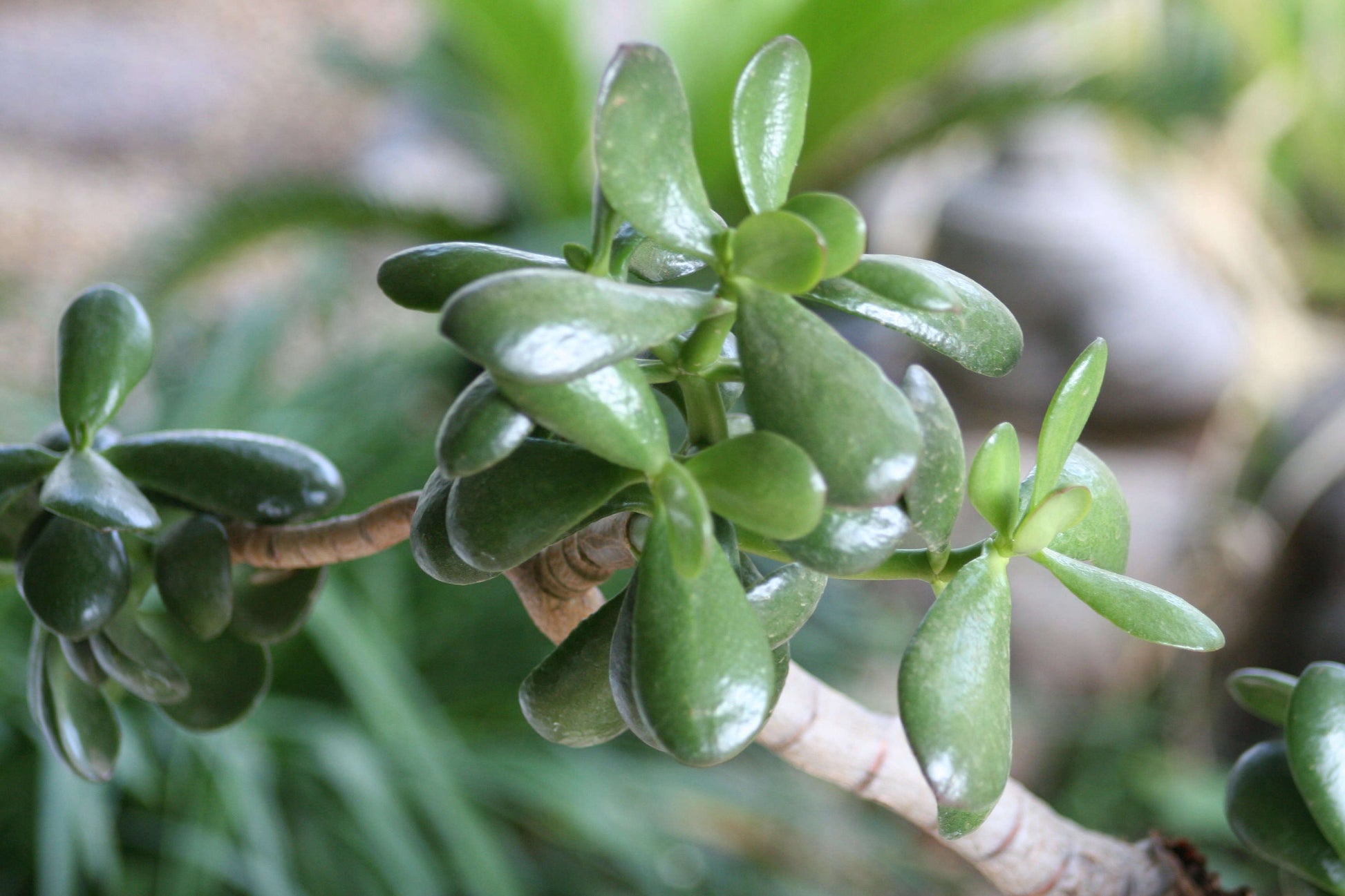 Crassula Blumensamen zur Aussaat – Garten beliebt – Traditionssorte & ohne Gentechnik Samen Hausgarten