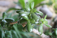 Crassula Blumensamen zur Aussaat – Garten beliebt – Traditionssorte & ohne Gentechnik Samen Hausgarten