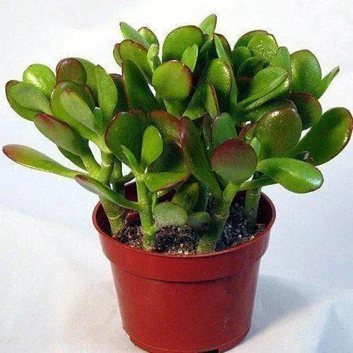Crassula Blumensamen zur Aussaat duftend Blüten Traditionssorte & ohne Gentechnik Samen Hausgarten