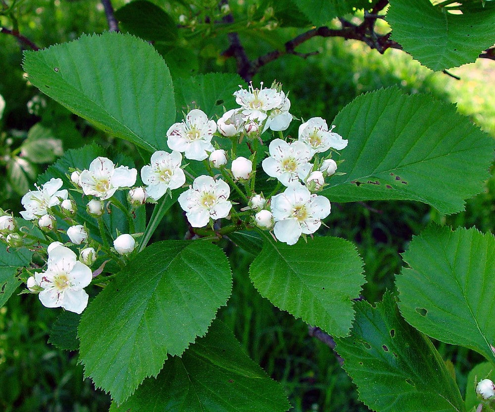 Weiß crataegus blume samen for anpflanzung - colorful display, heirloom & gmo free samen for home garten
 
 sale samen for home garten