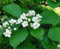 Weiß crataegus blume samen for anpflanzung - colorful display, heirloom & gmo free samen for home garten
 
 sale samen for home garten