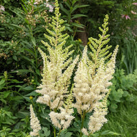 Cream astilbe blume samen for vibrant garten blooms
