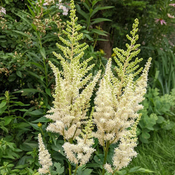 Cream astilbe blume samen for vibrant garten blooms
