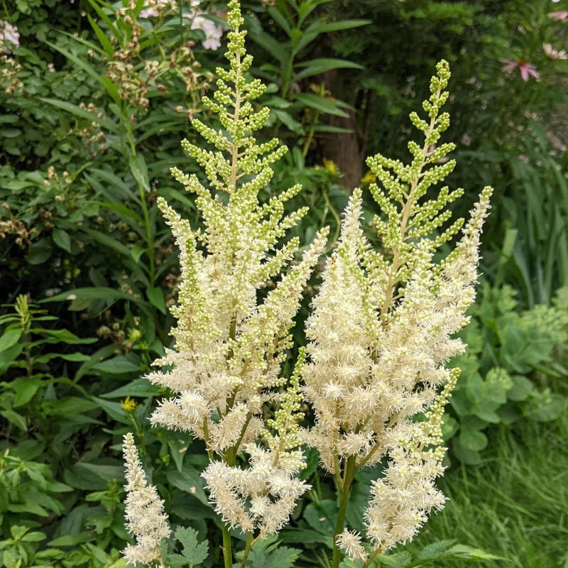 Cream astilbe blume samen for vibrant garten blooms
