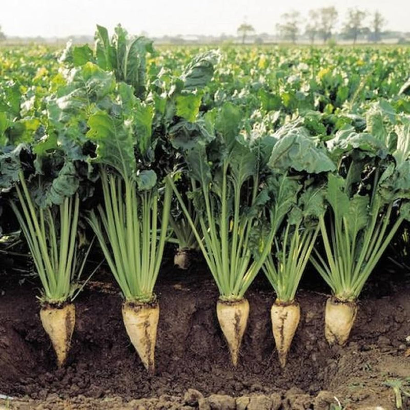 Cream beet root samen für einfachen garten aussaat