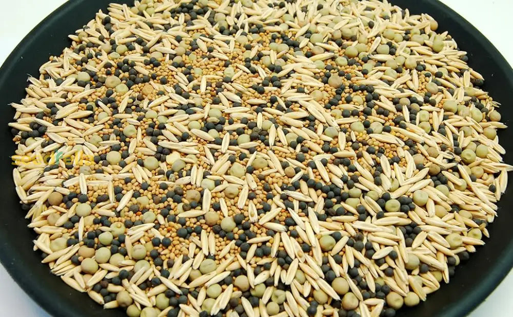 Cream Forage Cover Crop – High Yield gentechnikfrei Forage Variety