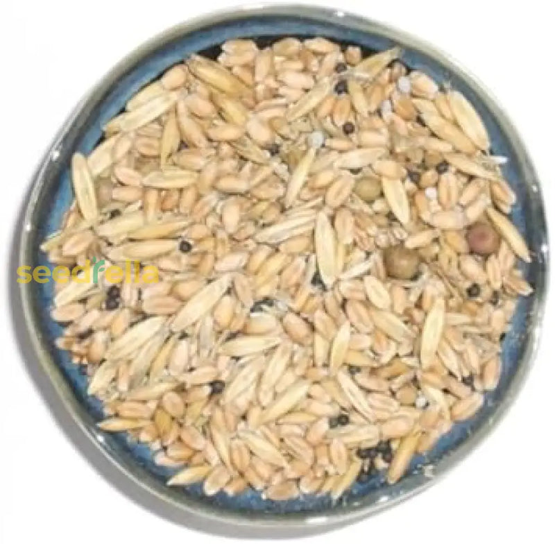 Cream Forage Crop Samen for Aussaat – gentechnikfrei Soil Enrichment Variety
