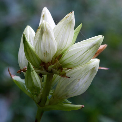 100 Stück