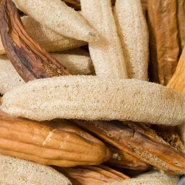 Cream luffa samen für aussaat
