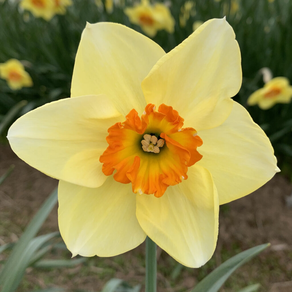 Cream orange daffodil blume samen for anpflanzung