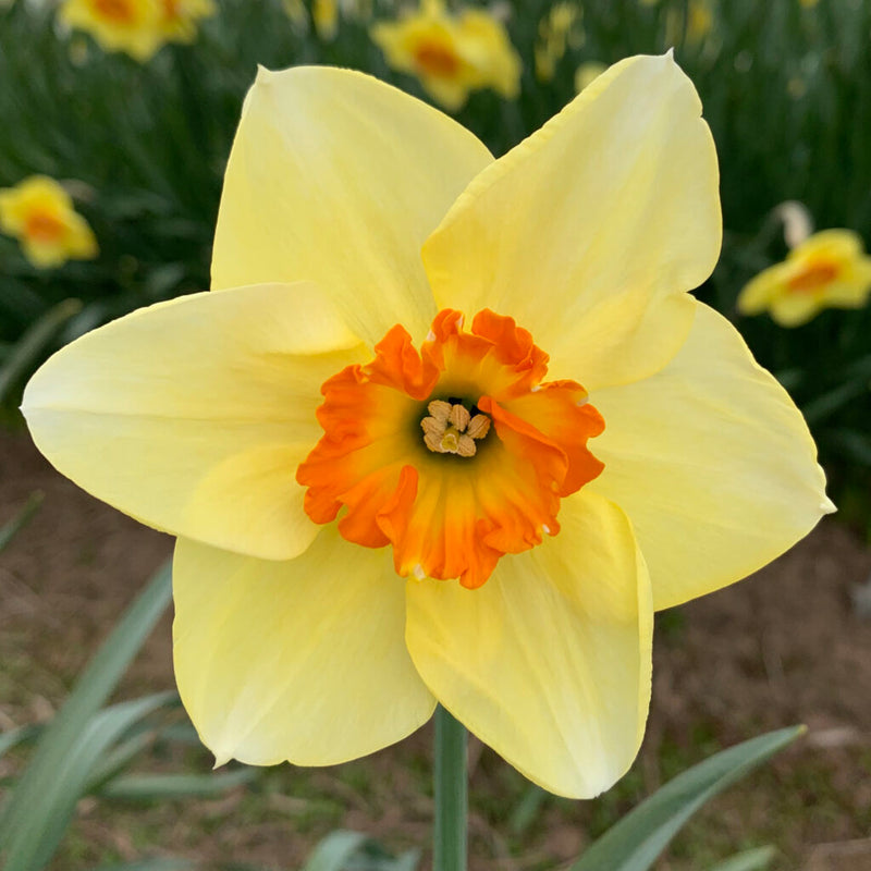 Cream orange daffodil blume samen for anpflanzung