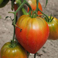 Cream orange tomato samen für aussaat non gmo high yield variety