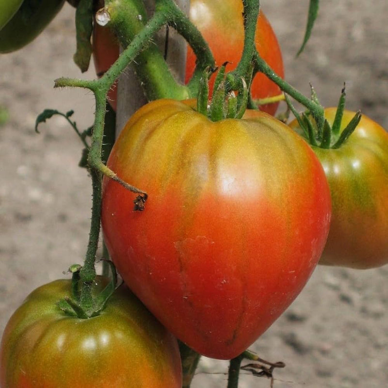 Cream orange tomato samen für aussaat non gmo high yield variety